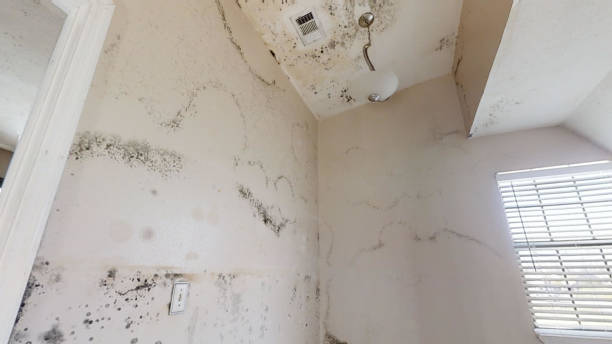 Best Post-Remediation Verification Testing  in Asbury Lake, FL