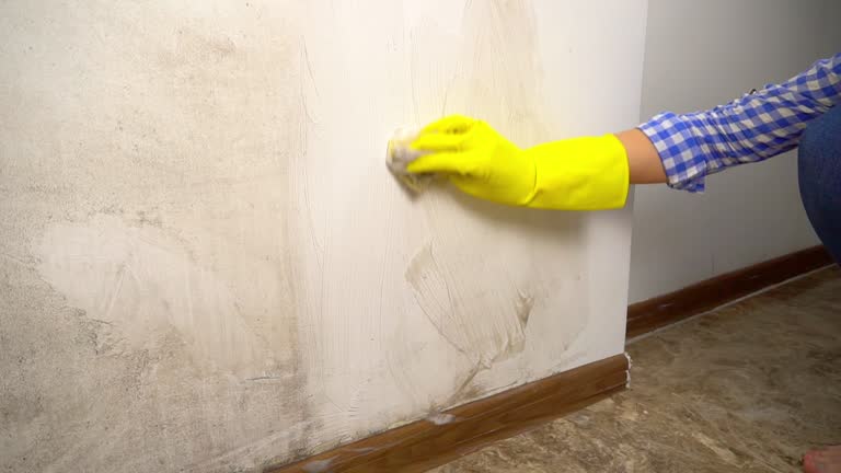 Asbury Lake, FL Mold Removal Company
