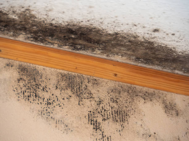 Best Mold Documentation for Insurance Claims  in Asbury Lake, FL