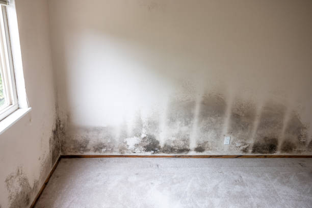 Best Attic Mold Removal  in Asbury Lake, FL