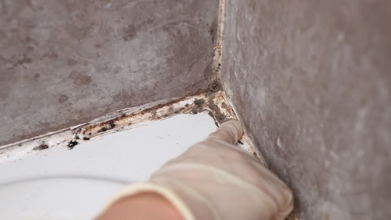 Best Mold-Related Health Consultation  in Asbury Lake, FL